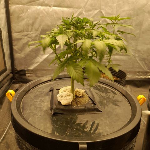 Super Lemon Haze growlog timeline photo