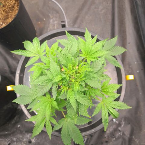 Gorilla Glue #4 growlog timeline photo