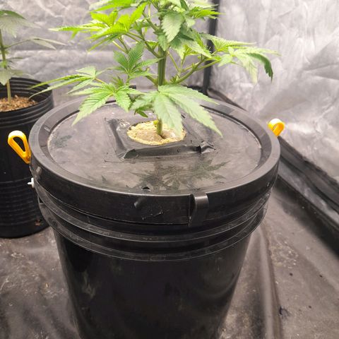 Gorilla Glue #4 growlog timeline photo