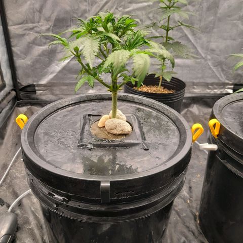 Super Lemon Haze growlog timeline photo