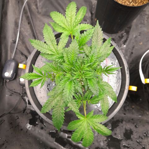 Super Lemon Haze growlog timeline photo
