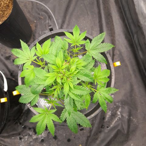 Gorilla Glue #4 growlog timeline photo