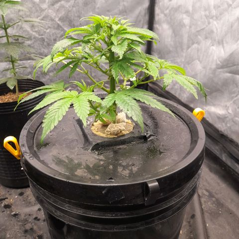 Gorilla Glue #4 growlog timeline photo
