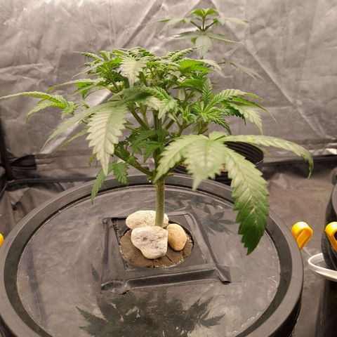 Super Lemon Haze growlog timeline photo
