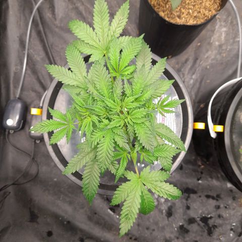 Super Lemon Haze growlog timeline photo