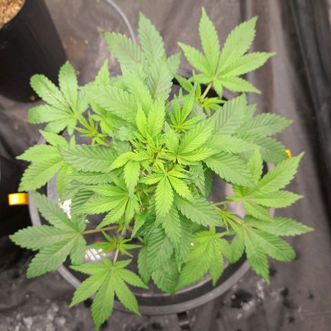 Gorilla Glue #4 growlog timeline photo