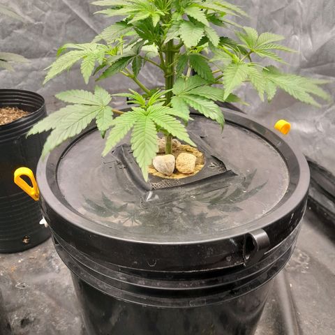 Gorilla Glue #4 growlog timeline photo
