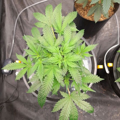 Super Lemon Haze growlog timeline photo