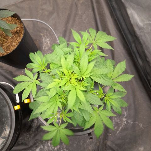 Gorilla Glue #4 growlog timeline photo