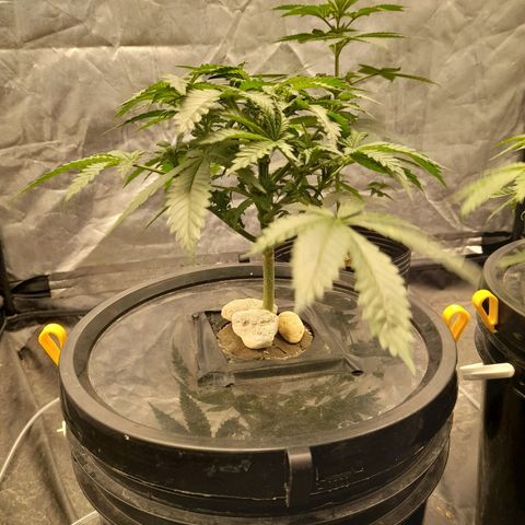 Super Lemon Haze growlog timeline photo