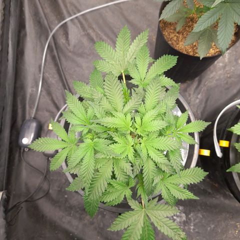 Super Lemon Haze growlog timeline photo