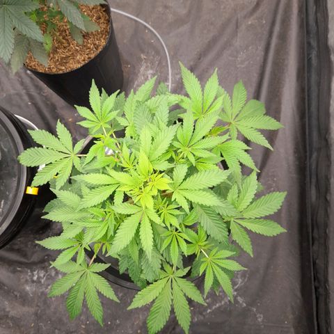 Gorilla Glue #4 growlog timeline photo