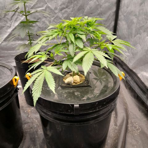 Gorilla Glue #4 growlog timeline photo