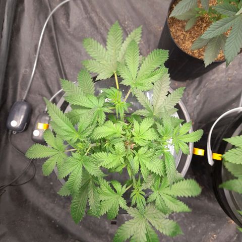 Super Lemon Haze growlog timeline photo