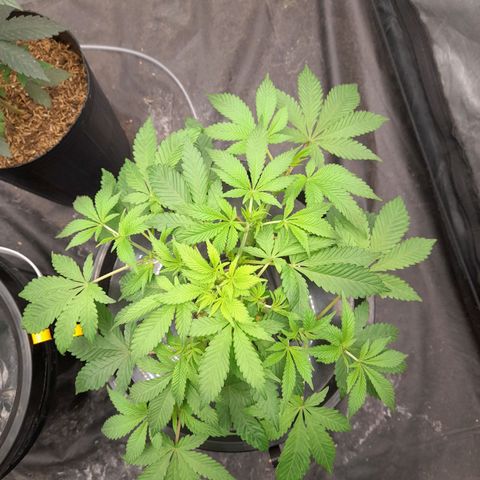 Gorilla Glue #4 growlog timeline photo