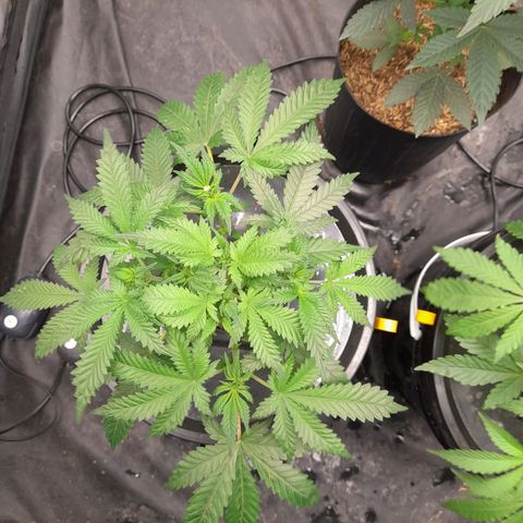 Super Lemon Haze growlog timeline photo
