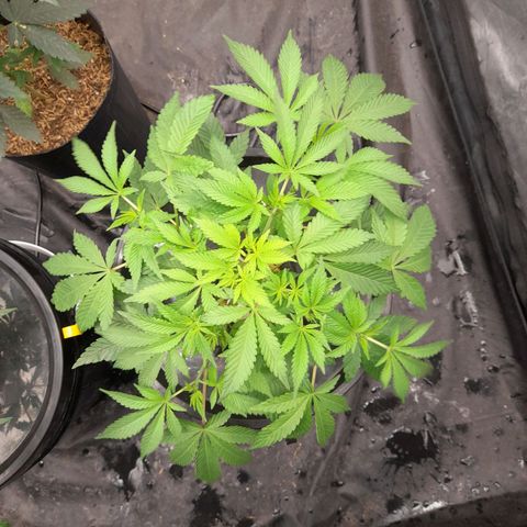 Gorilla Glue #4 growlog timeline photo