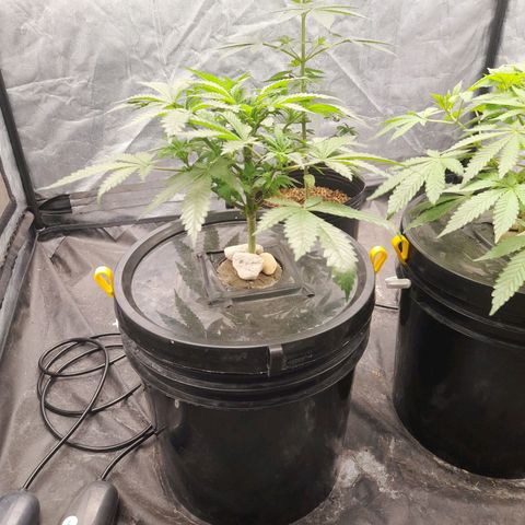 Super Lemon Haze growlog photo: 20hs ph 5.76