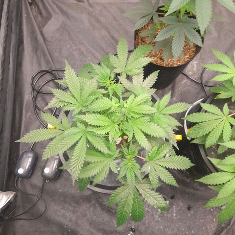 Super Lemon Haze growlog photo: 20hs ph 5.76