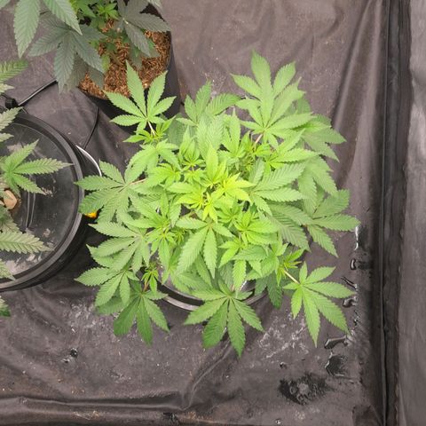 Gorilla Glue #4 growlog photo: 20hs ph 5.86