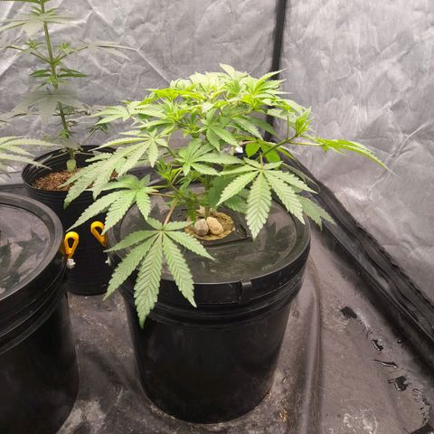 Gorilla Glue #4 growlog photo: 20hs ph 5.86