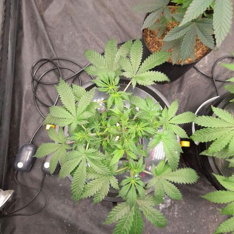Super Lemon Haze growlog timeline photo