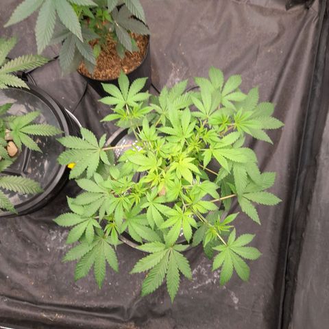 Gorilla Glue #4 growlog timeline photo