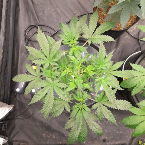 Super Lemon Haze growlog timeline photo