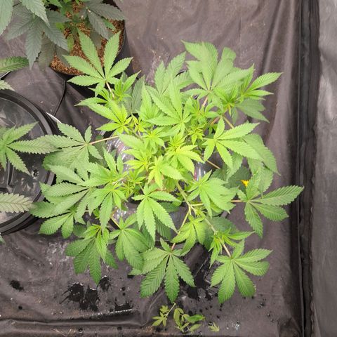 Gorilla Glue #4 growlog timeline photo