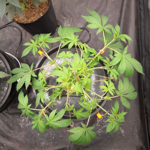 Gorilla Glue #4 growlog timeline photo