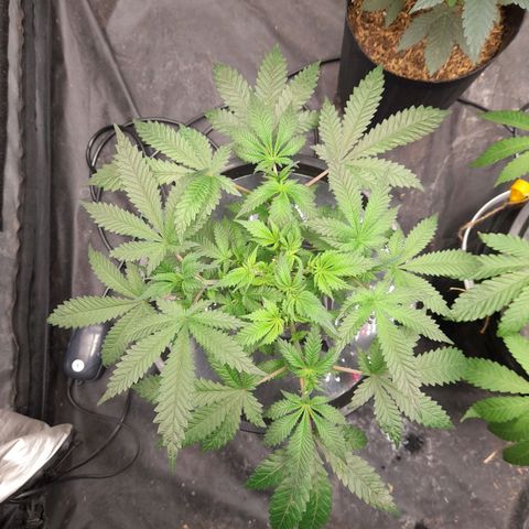 Super Lemon Haze growlog timeline photo