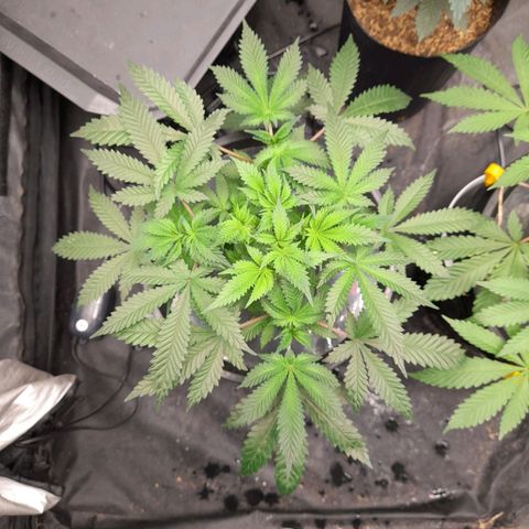Super Lemon Haze growlog timeline photo