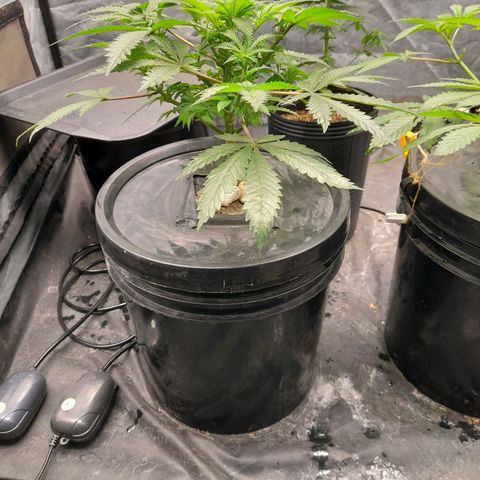 Super Lemon Haze growlog timeline photo