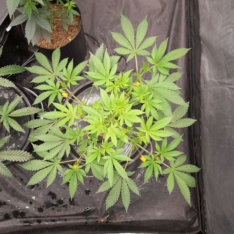 Gorilla Glue #4 growlog timeline photo