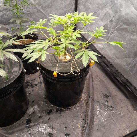 Gorilla Glue #4 growlog timeline photo