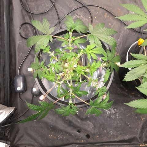 Super Lemon Haze growlog timeline photo