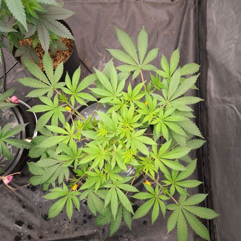 Gorilla Glue #4 growlog timeline photo
