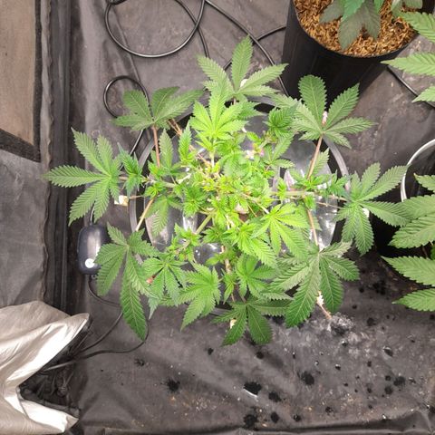 Super Lemon Haze growlog timeline photo