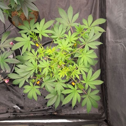 Gorilla Glue #4 growlog timeline photo