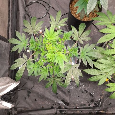 Super Lemon Haze growlog timeline photo