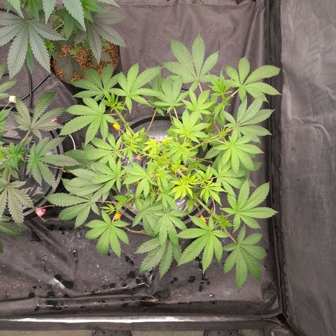 Gorilla Glue #4 growlog timeline photo