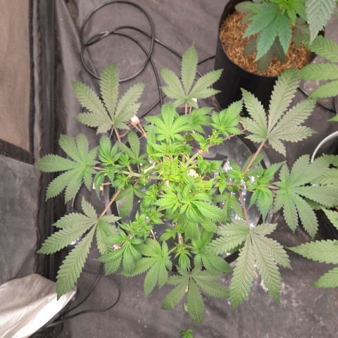 Super Lemon Haze growlog timeline photo