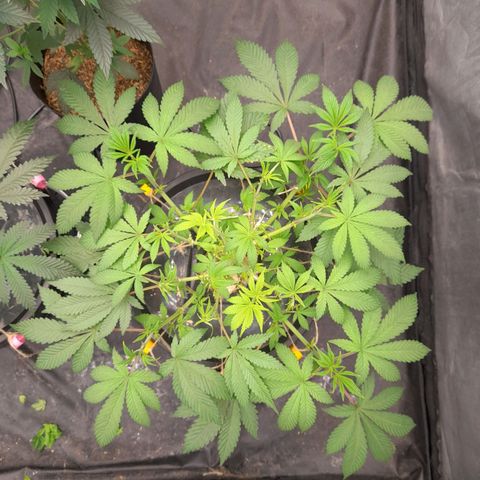 Gorilla Glue #4 growlog timeline photo