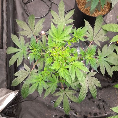 Super Lemon Haze growlog timeline photo