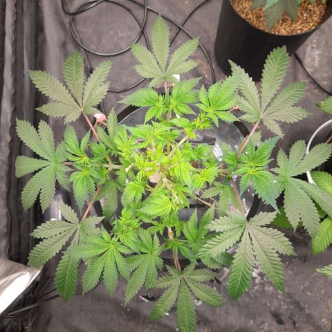 Super Lemon Haze growlog timeline photo