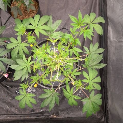 Gorilla Glue #4 growlog timeline photo