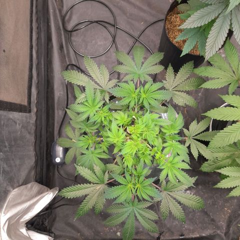 Super Lemon Haze growlog timeline photo