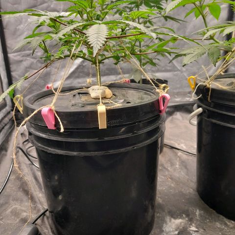 Super Lemon Haze growlog timeline photo