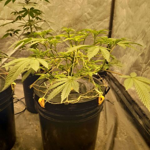 Gorilla Glue #4 growlog timeline photo