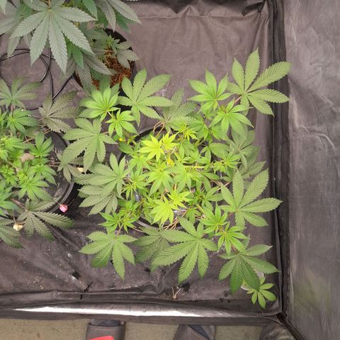 Gorilla Glue #4 growlog timeline photo